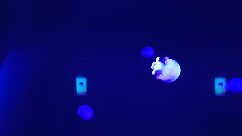 水族馆 水母区 像小蘑菇 
date: 2025-10-07