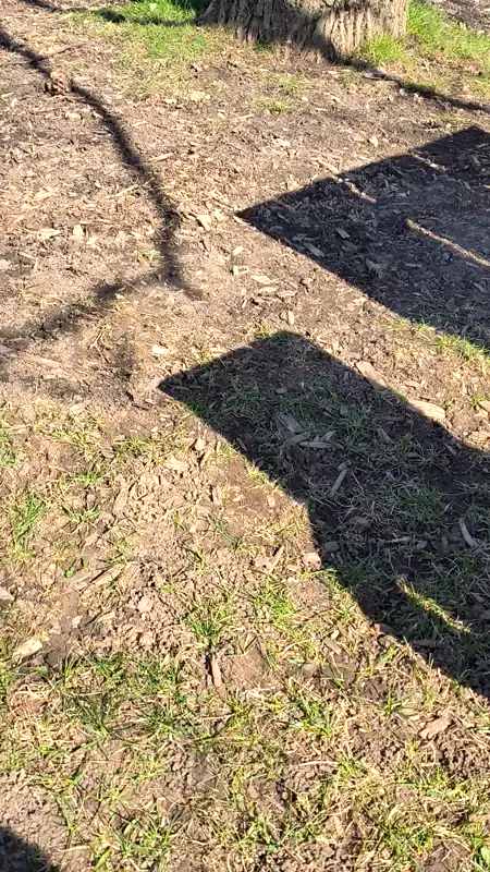 toronto island 变狮子 
date: 2025-04-26