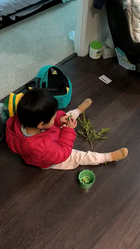 剥叶子下来放到杯杯里 
date: 2025-05-23