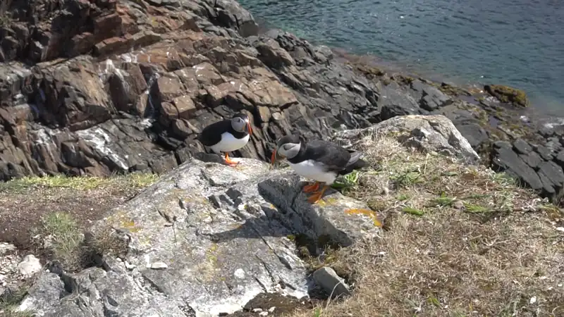 00053 00032 newfoundland puffins 特写 
date: 2025-07-05