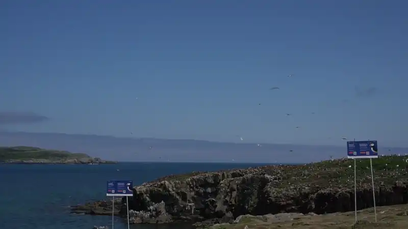 00033 puffins 飞翔起落 
date: 2025-07-05