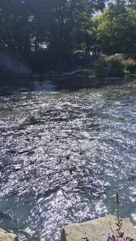 salmon jump 
date: 2025-09-20