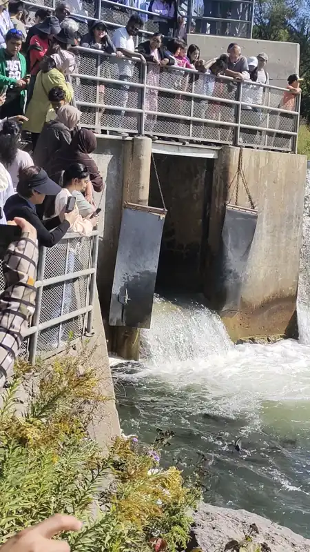 salmon jump jump 失败的 talk 
date: 2025-09-20