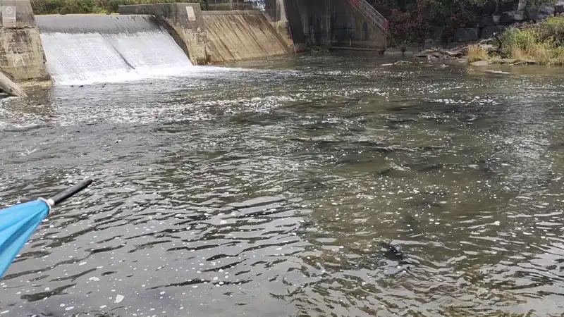 20 天后下游还是这么多 salmon 
date: 2025-10-11